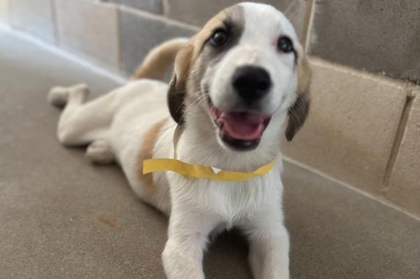 The dogs after being rescued