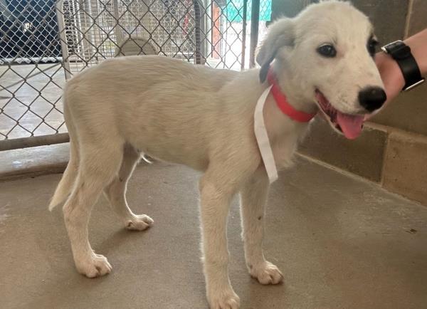 The dogs after being rescued