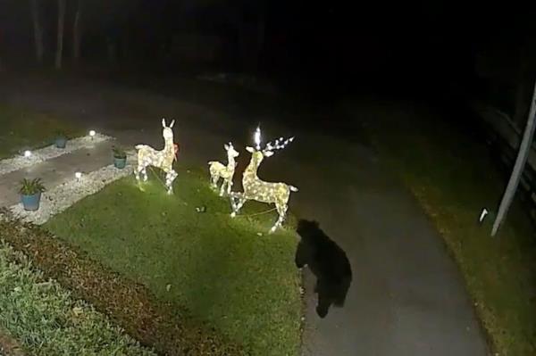 A black bear was caught on a Florida home's surveillance camera asserting its dominance over the home's Christmas reindeer decor