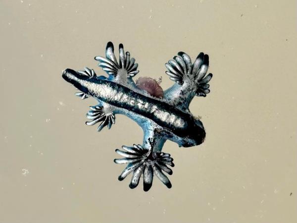 The blue dragons — which are shell-less mollusks known as “the most beautiful killer in the ocean” — popped up in droves along the shores of North Padre Island Sunday for the first time this year, officials at the Harte Research Institute said.