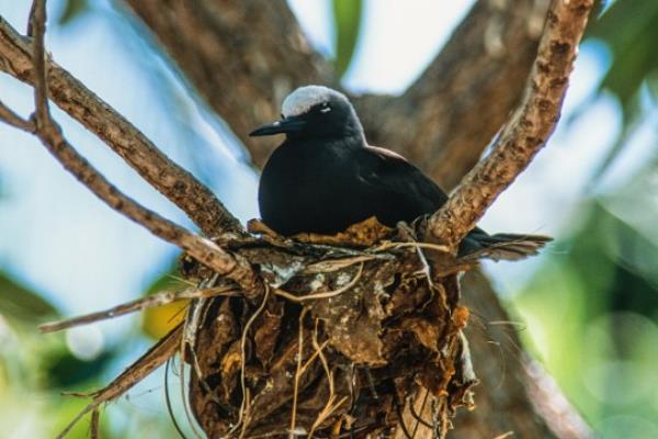 A white-capped noddy nesting on a piso<em></em>nia tree