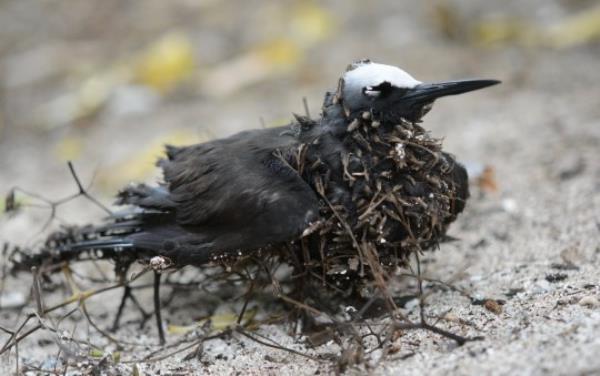A black noddy caught in sticky Piso<em></em>nia tree seeds 