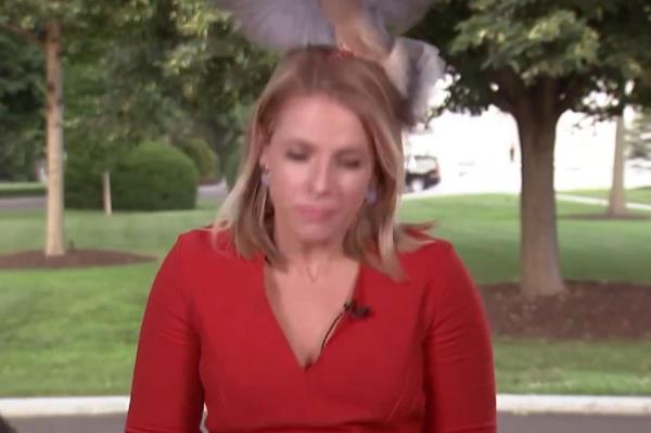 Bird lands on NewsNation reporter Kellie Meyer's head