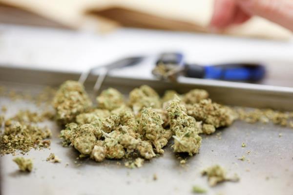 cannabis