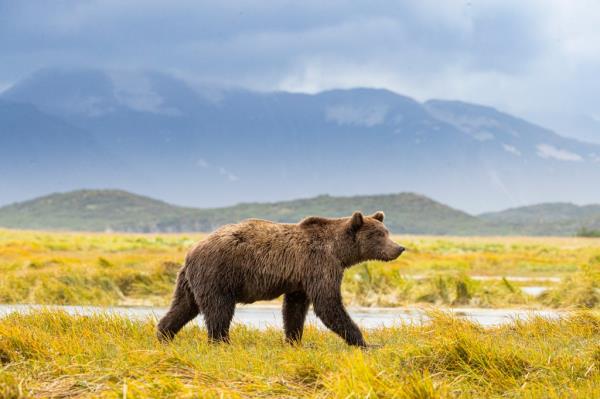 Grizzly bear