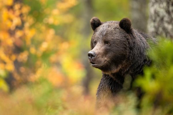 Grizzly bear