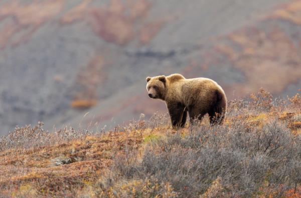 grizzly bear