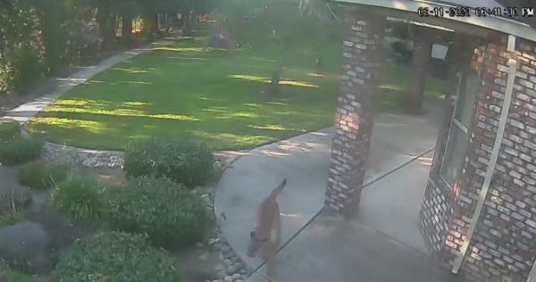 A woman caught Sandy Ali's attention when she thought her dog was playing with another dog that later turned out to be a mountain lion. 
