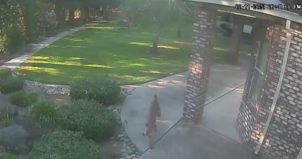 A California homeowner spotted a mountain lion n surveillance video 'playing' with her dog. 