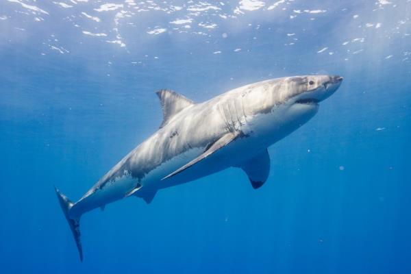 A shark stock image. 