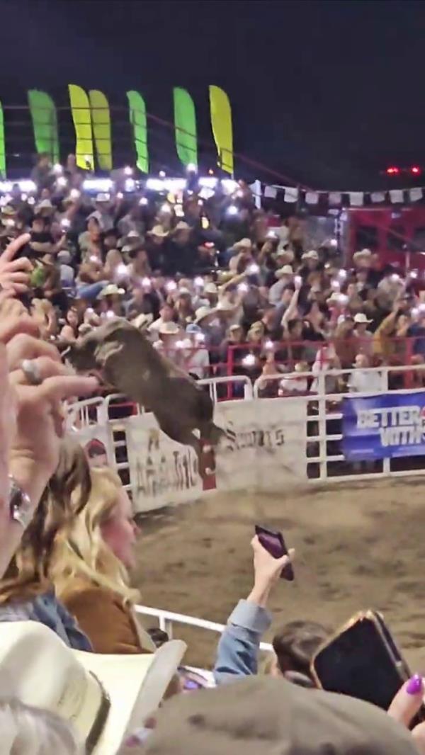 This image taken from video shows a rodeo bull hopping a fence during the 84th Sisters Rodeo on Saturday, June 8, 2024, in Sisters, Ore. 
