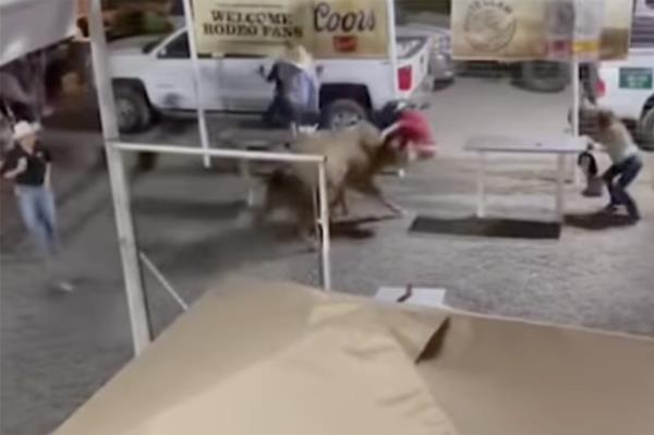 The bull ran through a co<em></em>ncession area into a parking lot, injuring at least three people before wranglers caught up with it, officials said.