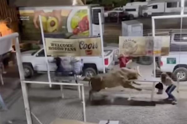 Three people were injured “as a direct result of the bull, two of whom were transported to a local hospital,