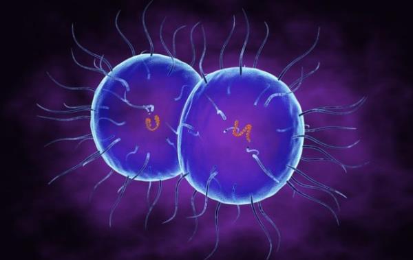 The Neisseria go<em></em>norrhoeae bacteria is resistant to a number of antibiotics