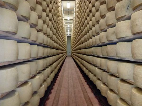 Wheels of cheese are seen stacked on shelves 