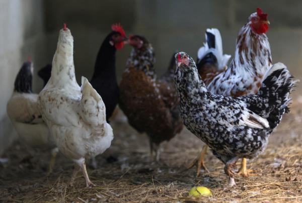Chickens walking inside a coop at a private poultry farm in Rio de Janeiro, Brazil