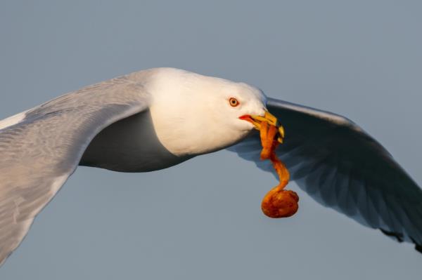 The small fee guarantees customers a full replacement of their meal if a seagull happens to fly off with one of their juicy barbecue sandwiches and loaded fries.