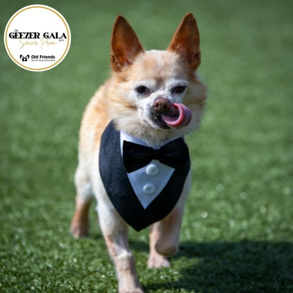 dog in bow tie and tux