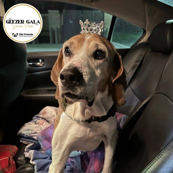 senior dog  wearing crown in car