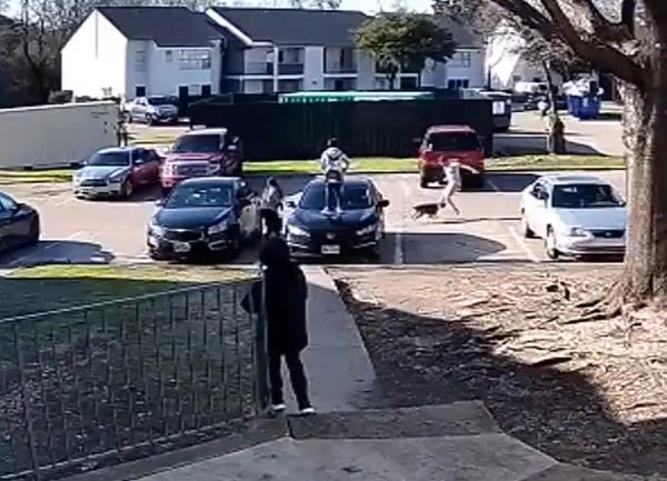 Dog goes after good Samaritan