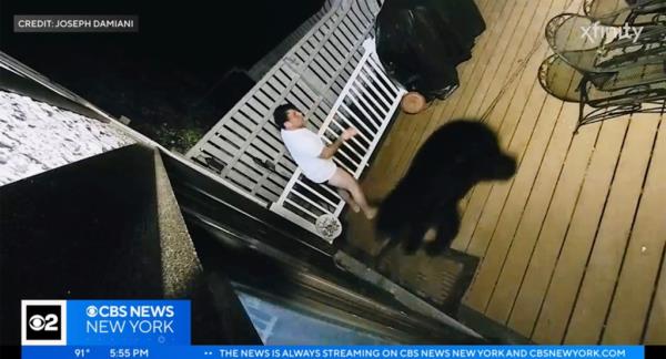 Damiani is pictured watching as a charging black bear runs by him toward his door.</p>

<p>　　