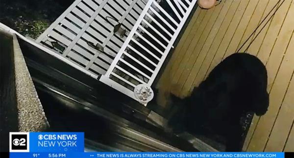 The bear intruder is pictured drying to bang against a closed door.