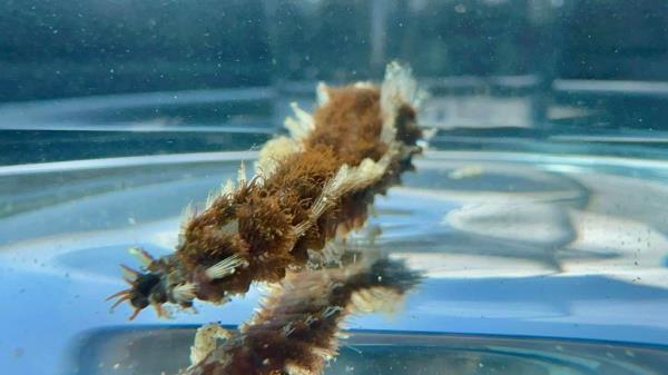 Closeup of a fireworm in a glass jar showing brown gills and white bristles.