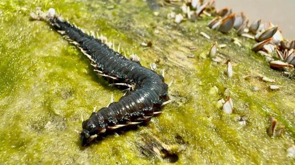 Fireworm on a large log just washing in on Padre Island.