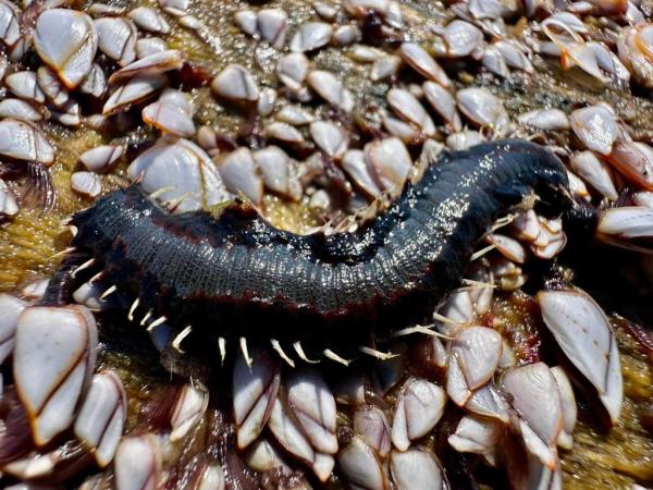 Fireworm covered in tiny spikes resting on a log encrusted with gooseneck barnacles on the Texas Gulf Coast