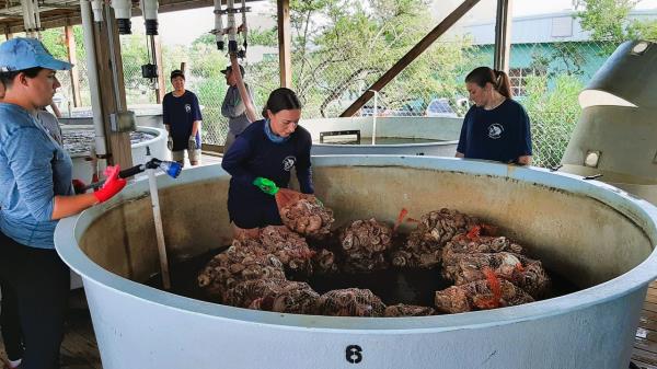 The main purpose of the research is to find ways to improve the survival rates of oysters used to establish new reefs.