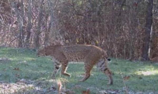 Daytime photo of bobcat in Graysville raises eyebrows