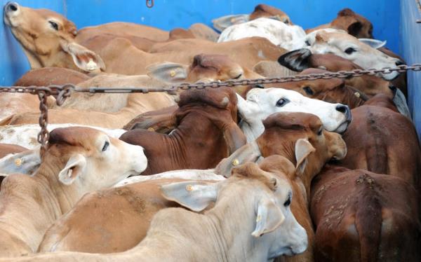 Australian cattle in a back of a truck in Jakarta, Indo<em></em>nesia on 8 June, 2011. Australia on 8 June, 2011 suspended all live cattle exports to Indo<em></em>nesia for up to six mo<em></em>nths after a public outcry following shocking images of mistreatment in slaughterhouses.